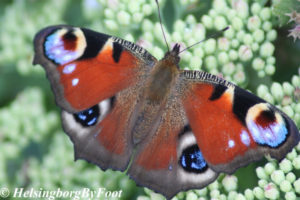 Photo #1 of Peacock (påfågelöga) butterfly