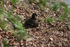 Female mallard (gräsand) with her duckling in Jordbodalen, Helsingborg, Skåne, Sweden