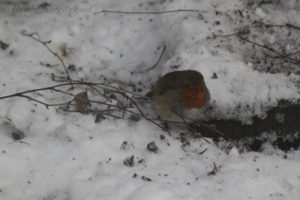 A robin (rödhake) seeking out food in a garden during winter in Helsingborg, Skåne, Sweden