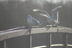 Gulls in Pålsjöskog, Helsingborg, Skåne, Sweden