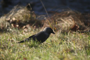 Jackdaw (Kaja) on a field of grass in Pålsjöskog, Helsingborg, Skåne, Sweden