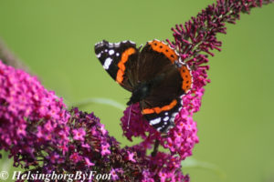 Admiral (amiral) butterfly