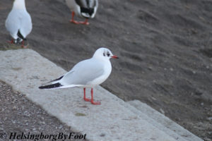 Gull (skrattmås) at Krematoriet, Helsingborg, Skåne, Sweden