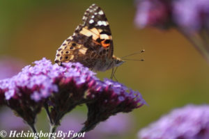 Photo #9 of Thistle (tistel) butterfly