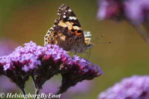 Photo #8 of Thistle (tistel) butterfly