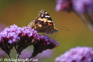 Photo #7 of Thistle (tistel) butterfly