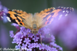 Photo #6 of Thistle (tistel) butterfly