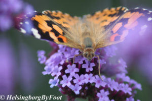 Photo #5 of Thistle (tistel) butterfly