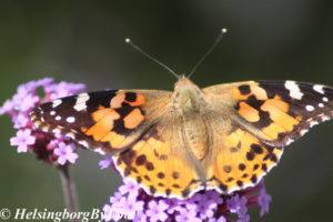 Photo #4 of Thistle (tistel) butterfly