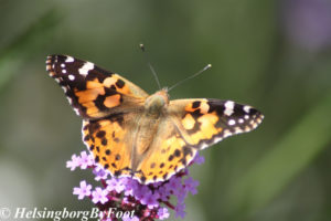 Photo #3 of Thistle (tistel) butterfly