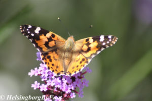 Photo #2 of Thistle (tistel) butterfly