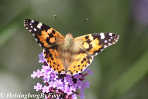 Photo #1 of Thistle (tistel) butterfly