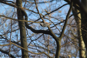 Photo #2 of a Nuthatch (nötväcka) upside down in Pålsjöskog, Helsingborg, Skåne, Sweden