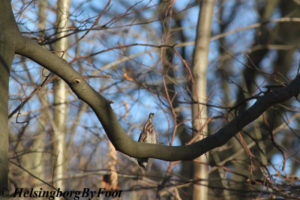 Photo #1 of a Nuthatch (nötväcka) curious in the forest Pålsjöskog, Helsingborg, Skåne, Sweden