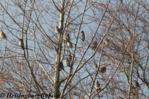 Waxwings (sidensvansar) visiting a tall tree in Helsingborg garden, Skåne, Sweden