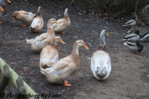 Geese, Ängelholms hembygdspark, Skåne, Sweden