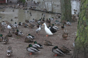 Photo of a white Goose at Ängelholms hembygdspark, Skåne, Sweden