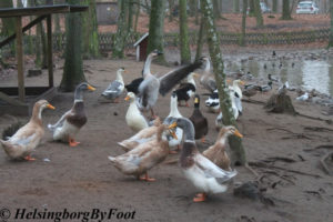 Geese (gåsar) at Ängelholms hembygdspark, Skåne, Sweden