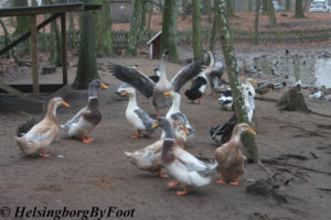 Goose flexing at Ängelholms Hembygdspark, Skåne, Sweden