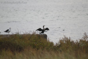 Photo #3 of a Cormorant (storskarv) drying its wings after a dive for food in the ocean, off the coast of Helsingborg in Skåne, Sweden