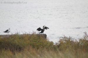 Photo #2 of a Cormorant (storskarv) drying its wings after a dive for food in the ocean, off the coast of Helsingborg in Skåne, Sweden