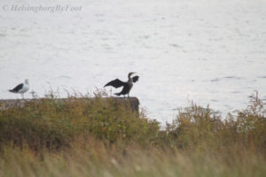 Photo #1 of a Cormorant (storskarv) drying its wings after a dive for food in the ocean, off the coast of Helsingborg in Skåne, Sweden