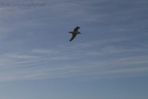 Flying seagull (fiskmås) in the blue sky a day in Helsingborg, Skåne, Sweden