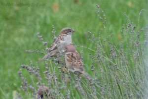 Photo #2 of House sparrow (Gråsparv) and Tree sparrow (pilfink) collecting lavender for their nests to ward off against intruders, Helsingborg garden, Skåne, Sweden