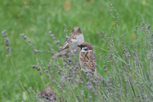 Photo #1 of House sparrow (Gråsparv) and Tree sparrow (pilfink) collecting lavender for their nests to ward off against intruders, Helsingborg garden, Skåne, Sweden