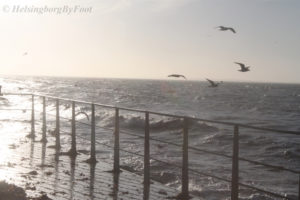 Seabirds of various species flying along the coast of Helsingborg, Skåne, Sweden in stormy weather