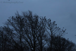 Birdgathering in treetops come nighttime, Helsingborg, Skåne, Sweden