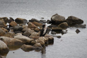 Cormorant (Storskarv) on rocks in Mölle, Skåne, Sweden