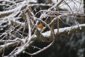 Robin (rödhake) in Jordbodalen, Helsingborg, Skåne, Sweden