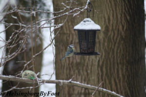 Blue tit (Blåmes) eating seeds in the winter in Jordbodalen, Helsingborg, Skåne, Sweden