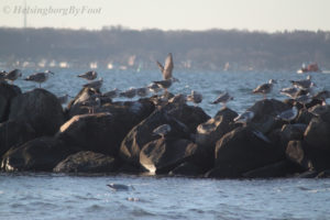 Seagulls (fiskmåsar) and Herring gulls (gråtrutar) on rocks off the coast of Helsingborg, Skåne, Sweden