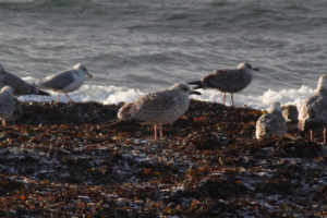 Gråtrut - Herring gull in focus on the beach of Helsingborg, Skåne, Sweden