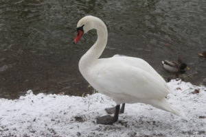 Photo #3 of a fearless and semi-aggressive lonely swan (knölsvan) in Jordbodalen, Helsingborg