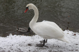 Photo #2 of a fearless and semi-aggressive lonely swan (knölsvan) in Jordbodalen, Helsingborg