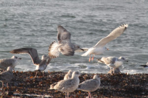 Photo of Herring gull (gråtrut) during flight