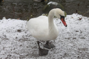 Photo #1 of a fearless and semi-aggressive lonely swan (knölsvan) in Jordbodalen, Helsingborg