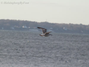 Photo #3 Flying Herring gull (gråtrut) on the coast of Helsingborg