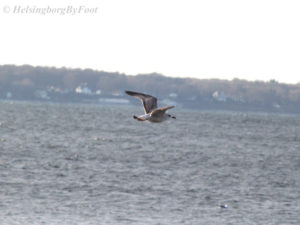 Photo #1 Flying Herring gull (gråtrut) on the coast of Helsingborg