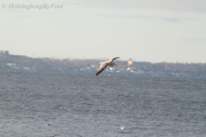 Photo #2 Flying Herring gull (gråtrut) on the coast of Helsingborg