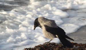 Kråka - crow again, this time on the beach of Helsingborg