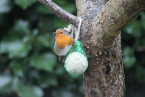 Photo #2 Rödhake - Robin visit garden in Helsingborg for food during winter