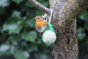 Photo #1 Rödhake - Robin visit garden in Helsingborg for food during winter