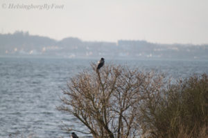 Photo #2 Kråka - crow, photographed on the coast of Hittarp, Helsingborg, Skåne, Sweden